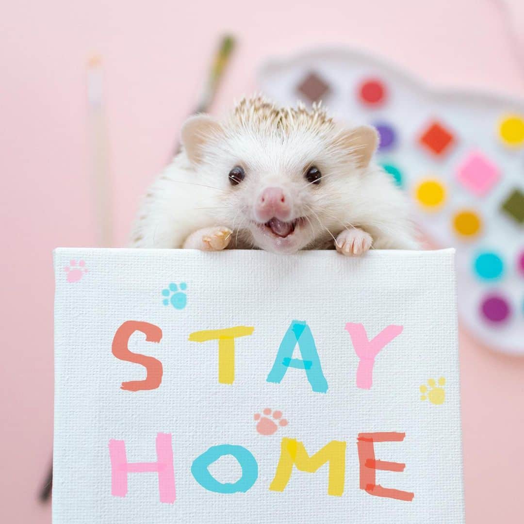 ダーシーのインスタグラム：「and keep smile😊🦔✨」