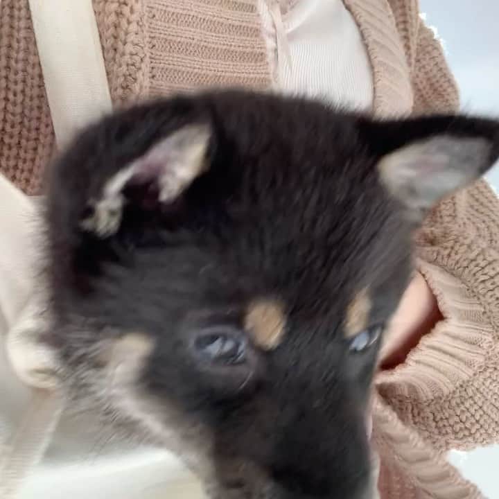 環奈（長沢菜々香の飼い犬）のインスタグラム：「初めての外🏞 バックの中で一緒にお散歩。 色んなものに興味津々🧐 早くお友達できるといいな。 . . . . .  #豆柴#柴犬#日本犬#黒柴#黒豆柴#まめしば#しばいぬ#しば#しばすたぐらむ #こいぬ #柴  #ここ柴部#柴子犬 #shibalove #mameshiba #kuroshiba #shibainu #shiba #shibadog #shibastagram #shibastyle」
