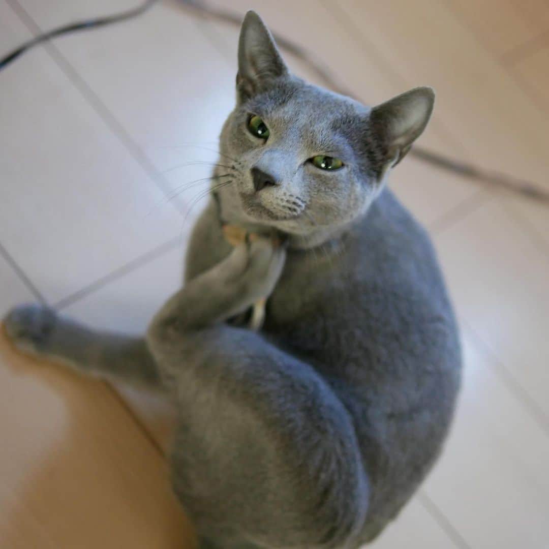 植田佳奈のインスタグラム：「#猫 #猫のいる暮らし #ロシアンブルー」