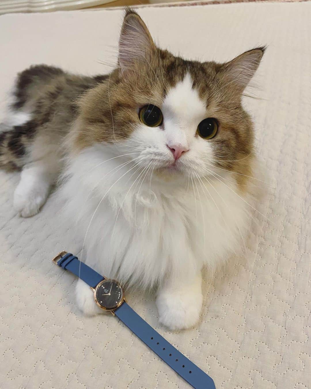 マンチカンのココ王子のインスタグラム：「It's mine😼  @liakulea_japan  リアクレアの時計が10%Offになるクーポンコード✨ cocol221 ＿＿＿＿＿＿＿＿＿＿ 緊急事態宣言が出てから、昨日初めてスーパーに行ったら、混んでいて椅子に座って喋ってる方も沢山いてビックリしました😢  使い捨て手袋をして、エレベーターは乗らない。 カートの持ち手をアルコール消毒してから使用して、 使い捨て手袋を捨てて、手をアルコール消毒してからスーパーを後にしました。 コープも利用していますが、なるだけ通販を利用したいです。 (配達員様、お仕事ありがとうございます)  人が集まるとクラスターの危険があるので 大切な人を守るため 大切な人や愛猫のために自分を守るため 医療現場を守るため 医療崩壊を防ぐため 不要不急でなければ、おうちにいましょうね😊  うちも主人がライフライン業界で、母は介護職で、休みになりません。 緊急事態宣言されてる都道府県でも変わらず出勤をやむ終えずされる方は沢山いらっしゃると思います。 特に医療現場の方々には頭が上がりません。  どうか皆さんお身体気をつけて！ 外出しなくても良い方は、おうち時間を過ごしましょ😌 Stay home🙏  #腕時計 #liakulea #腕時計 #時計 #腕時計倶楽部 #手元倶楽部　#リアクレア #リアクレアクーポンコード　#リアクレアクーポン #cat#watch#gato#neko#stayhome#stayhomeplease」