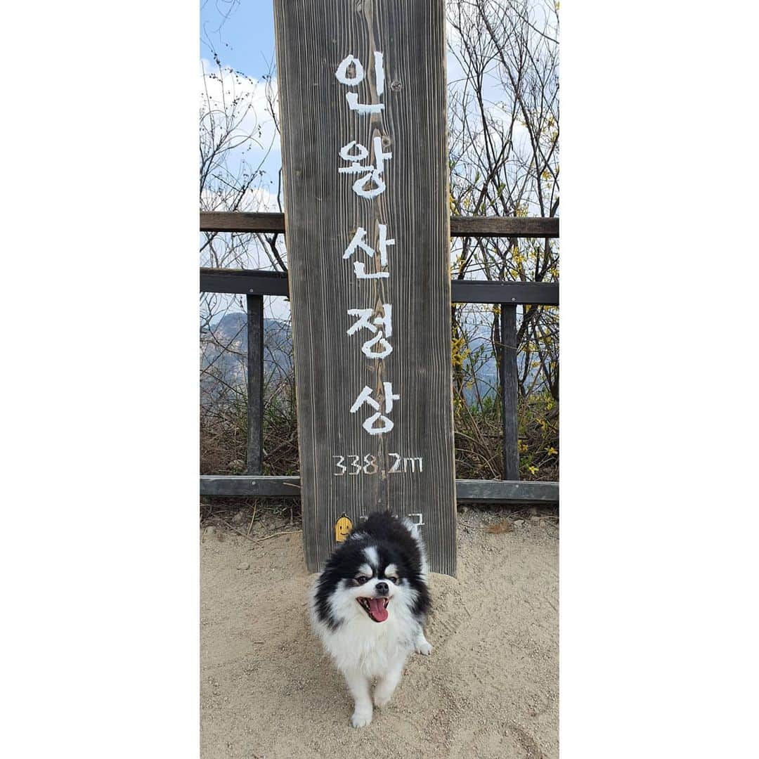 JUNO さんのインスタグラム写真 - (JUNO Instagram)「어제 지인들과 츄와 함께한 #인왕산 #등산」4月11日 15時07分 - kimmooyoung