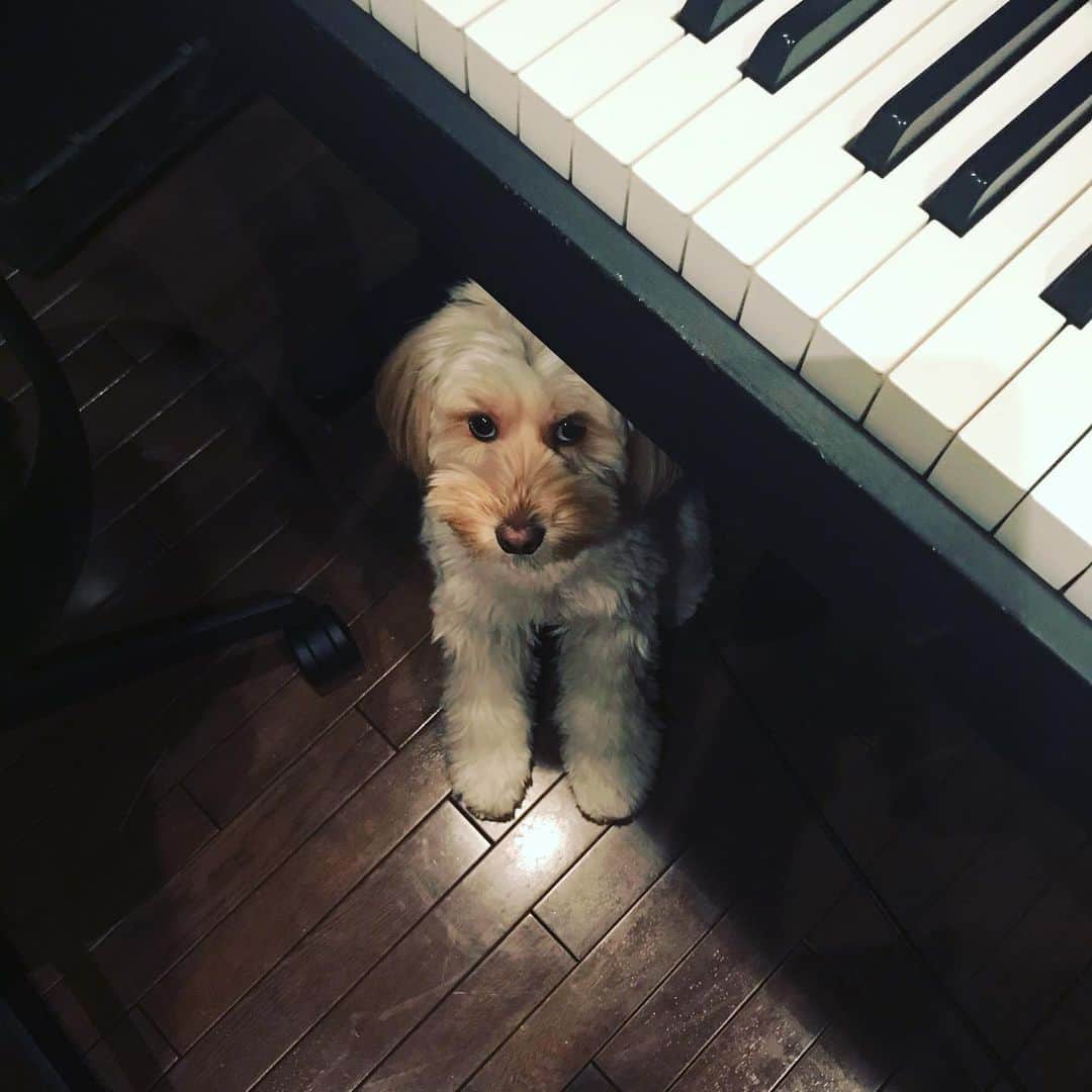 北山陽一のインスタグラム：「もう少しかかるんです。もう少しだから、待ってね。#きたやまおもち」