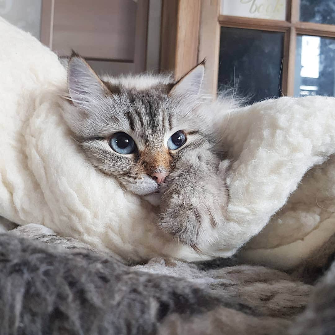 Floraのインスタグラム：「Mrs Easter bunny you are late! 😹🐣🐇#cat#igcutest_animals #cat_features #cutepetclub #fluffypack #katt #bestmeow  #weeklyfluff #meow #AnimalAddicts #kittycat #cat #cats #kitten #kittens #kawaii #instacat #calico #neko #winter #snow #2020 #sibiriskkatt #siberiancat #easter」