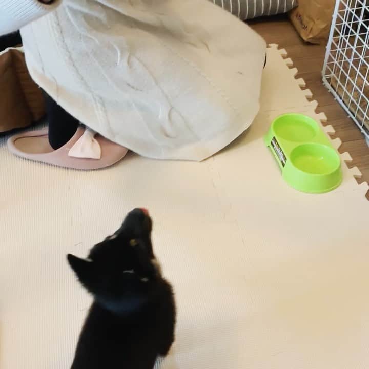 環奈（長沢菜々香の飼い犬）のインスタグラム：「食いしん坊🍚 ご飯前はお手沢山してくれる。 荒ぶり。 . . . .  #豆柴#柴犬#日本犬#黒柴#黒豆柴#まめしば#しばいぬ#しば#しばすたぐらむ #こいぬ #柴  #ここ柴部#柴子犬 #shibalove #mameshiba #kuroshiba #shibainu #shiba #shibadog #shibastagram #shibastyle」