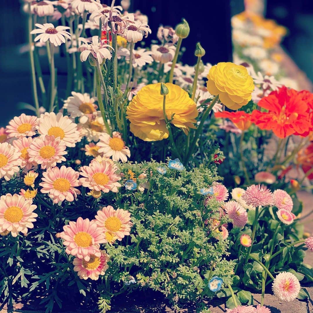 星沙織さんのインスタグラム写真 - (星沙織Instagram)「* * 色鮮やかな綺麗なお花は いつも笑っているように 見えます🌷🌼 ❁¨̮ * 早く終息して みんなの笑顔が増えますように。 * * #flowers #spring  #prayforjapan」4月11日 15時53分 - saaaaa0rin