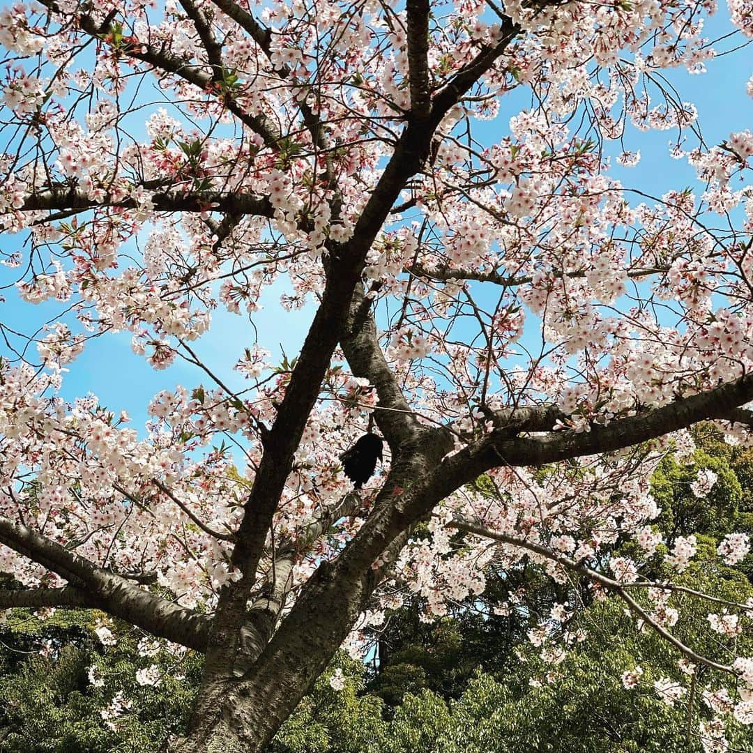 当真ゆきのインスタグラム：「カラスの花見！！ カラスはどこに居るでしょーww  #鵜の森公園 #鵜の森公園の桜 #カラス #花見」