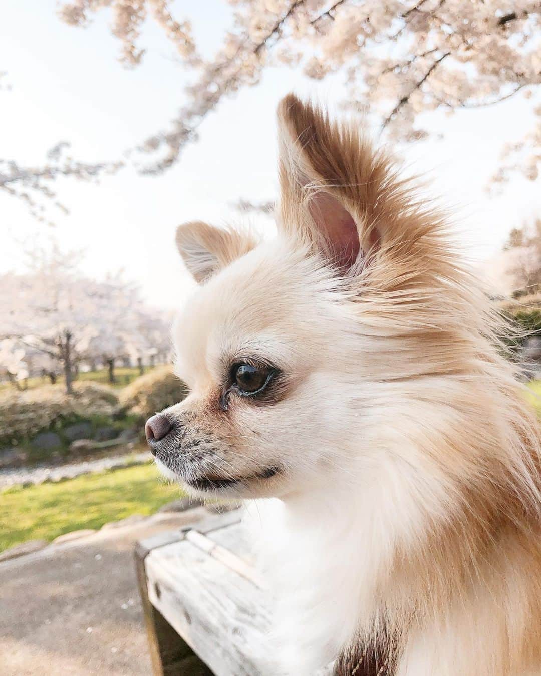 五十嵐圭さんのインスタグラム写真 - (五十嵐圭Instagram)「散歩。 #ナナ #桜 #鳥屋野潟公園」4月11日 16時21分 - keiigarashi_official