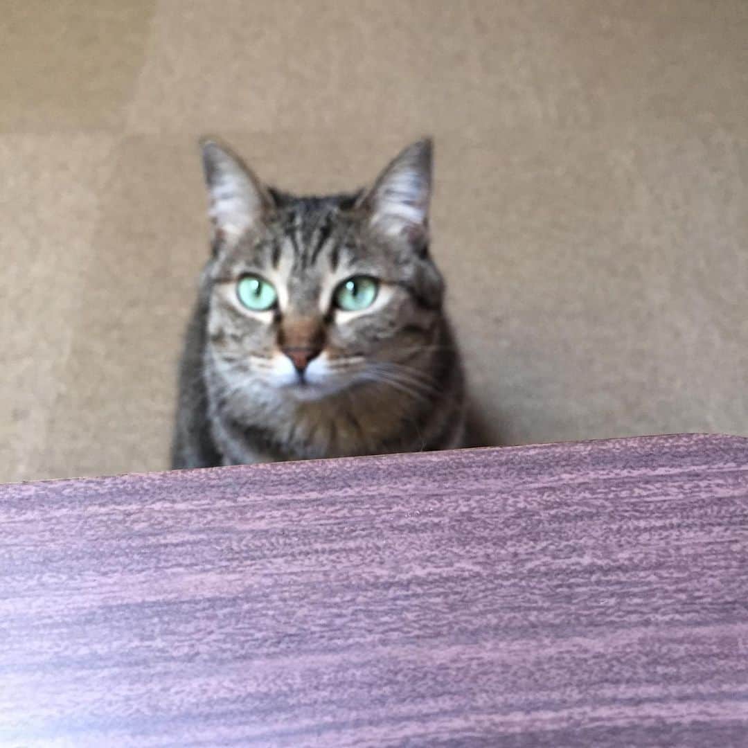 岡村有里子さんのインスタグラム写真 - (岡村有里子Instagram)「4週間聴いて下さった方、ありがとうございました☺︎ ⠀ #stayhome #staysafe #cat #catlover #貓 #ラジオ #📻」4月11日 16時23分 - yuriko_okamura