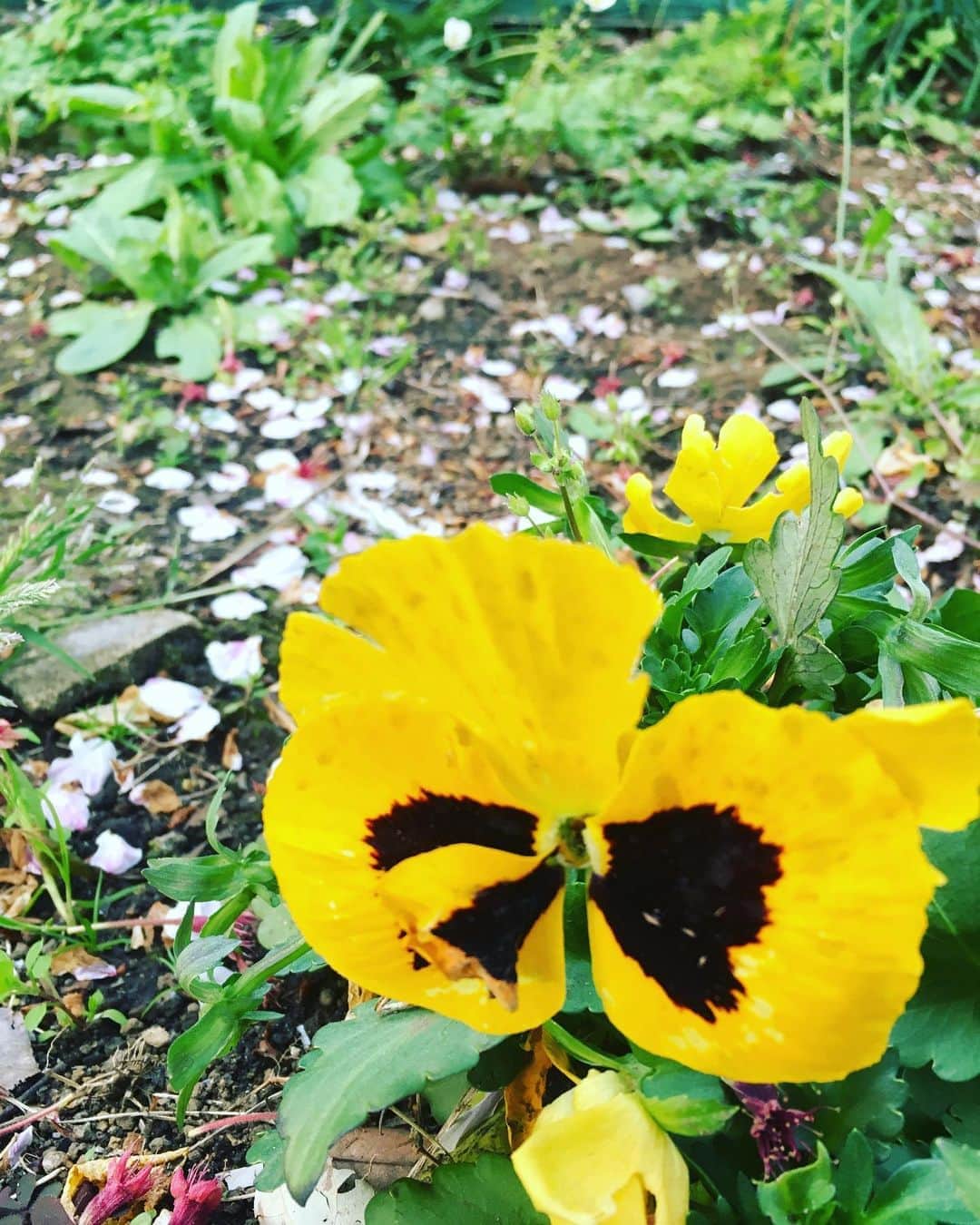 ヤマト（はやぶさ）のインスタグラム：「#はやぶさ　#パンジー　#祖母が好きな花　#花言葉は　#私を想って　#だった気がする」