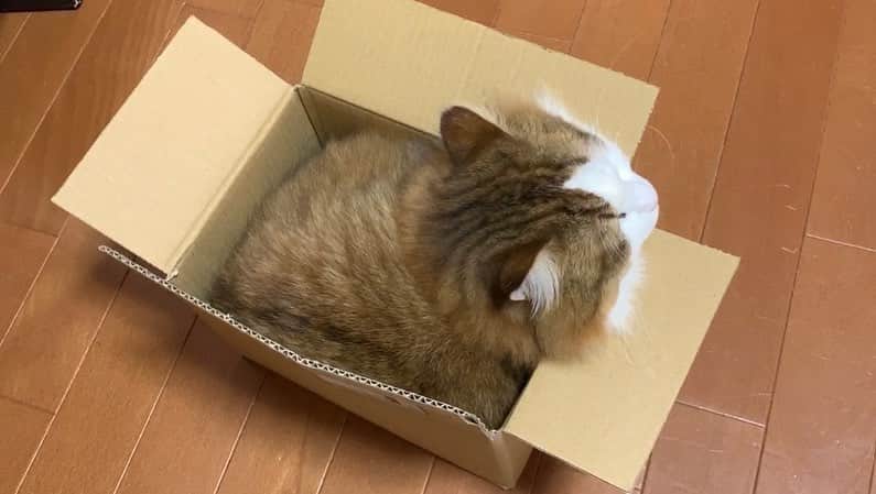 ひのき猫さんのインスタグラム写真 - (ひのき猫Instagram)「ちょっと小ちゃめくらいの段ボールが、より可愛く見えるのかも(●´ω｀●) #秀吉 #ひのき猫 #にゃんすたぐらむ」4月11日 16時53分 - hinoki.cute.kitten