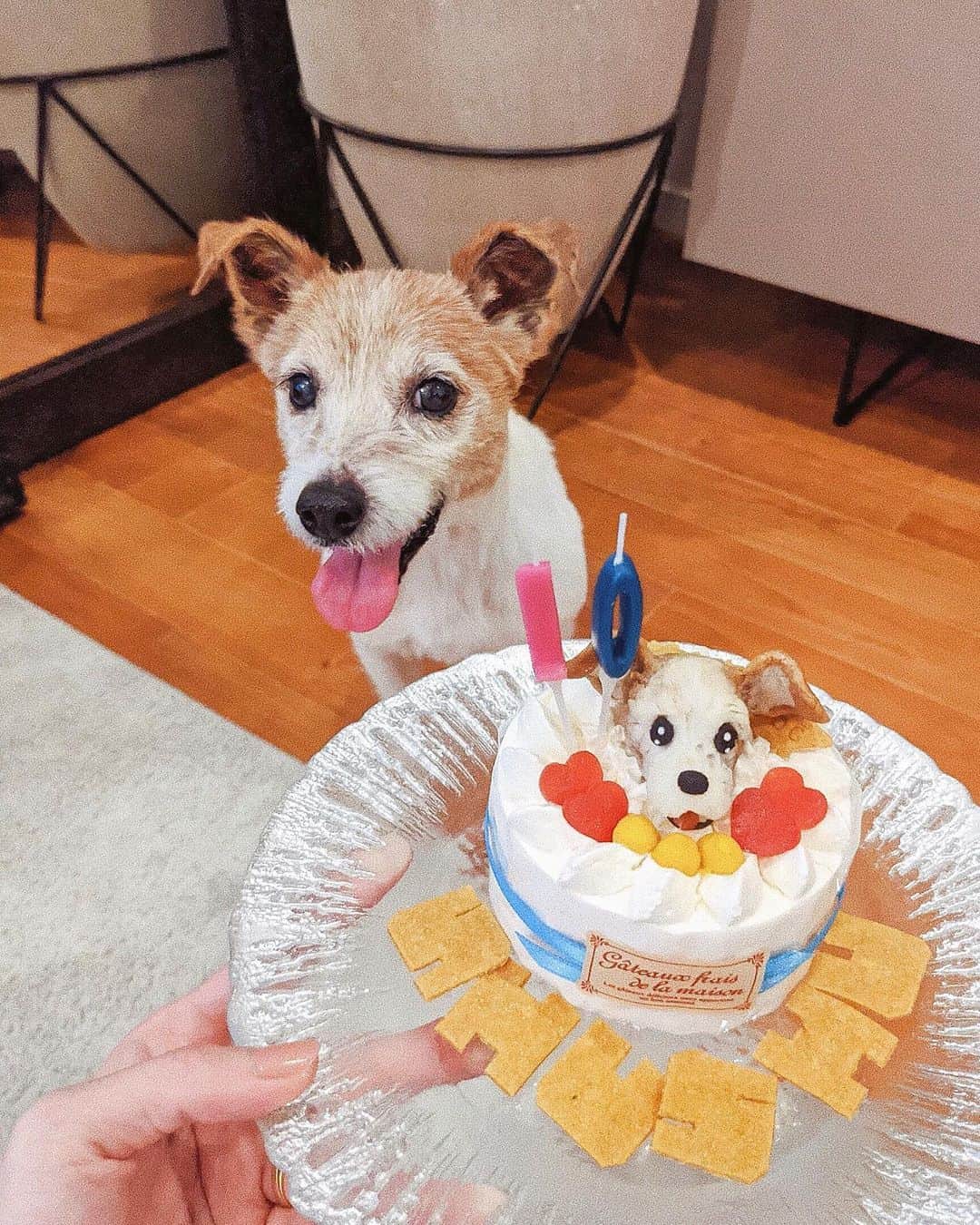ソンイのインスタグラム：「昨日はシュシュの10歳お誕生日🐶🎂 体に老いのサイン出てきたし、生まれつき見えてない片目をカバーしている健康な目の方もこれから心配だけど、 食欲旺盛でわんぱくな所は相変わらず🐶🎾 息子とはまだ仲良しな訳じゃないけど少しづつ距離を縮めてると思う😌 長生きしてね、だいすきだよ❤️ #ジャックラッセルテリア #jackrussellterrier」