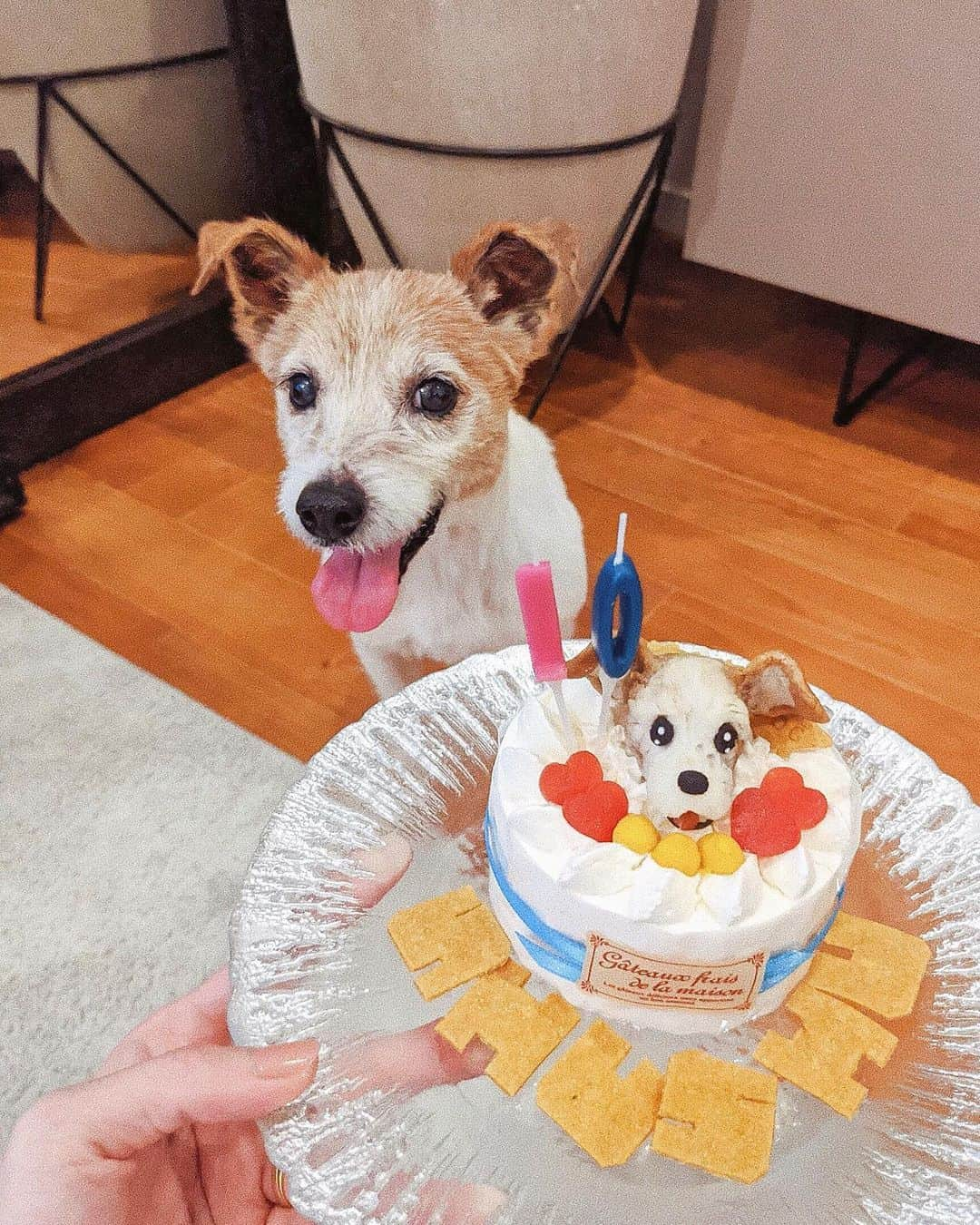 ソンイさんのインスタグラム写真 - (ソンイInstagram)「昨日はシュシュの10歳お誕生日🐶🎂 体に老いのサイン出てきたし、生まれつき見えてない片目をカバーしている健康な目の方もこれから心配だけど、 食欲旺盛でわんぱくな所は相変わらず🐶🎾 息子とはまだ仲良しな訳じゃないけど少しづつ距離を縮めてると思う😌 長生きしてね、だいすきだよ❤️ #ジャックラッセルテリア #jackrussellterrier」4月11日 16時57分 - sunwei1013