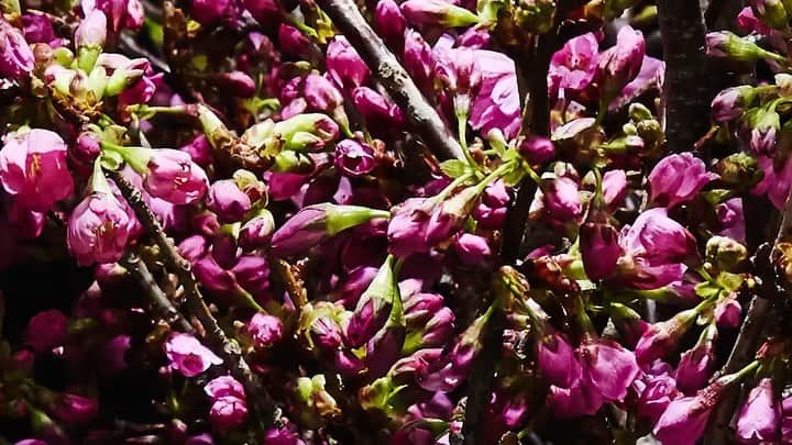 のインスタグラム：「We hope things will get back to normal soon. Be strong and keep believing!  #azumamakoto #shiinokishunsuke #amkk #amkk_project #jardinsdesfleurs #feelspring #sakura #cherryblossom #stayathome #staysafe #東信 #東信花樹研究所」