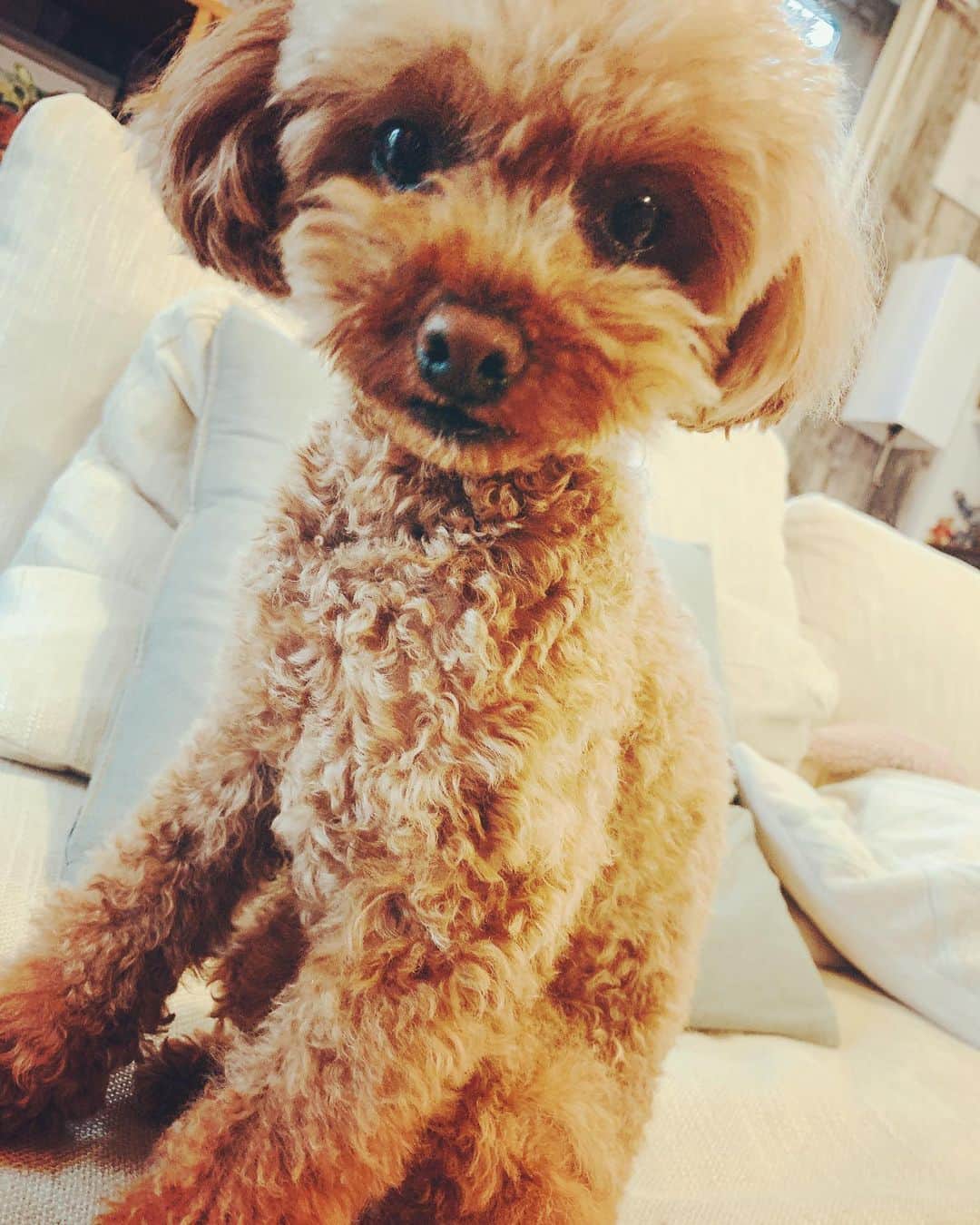 菊池大介のインスタグラム：「今日は愛犬くうちゃんの誕生日🐶💐 おめでとう🎉🎉 ・ ・ #愛犬 #くう #誕生日 #6歳 #トイプー #dog」