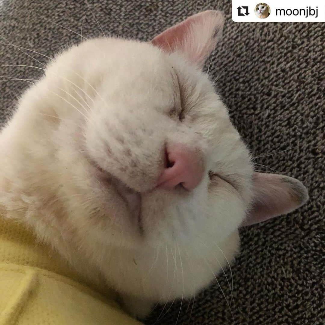 ねこさんのインスタグラム写真 - (ねこInstagram)「【#ねこは人を笑顔にする】❣️ シロくん、寝顔ドアーップ❣️👀なんの夢見てるのかな〜？😻💕 @moonjbj さん、ありがとう🙌🏻✨ #Repost @moonjbj with @make_repost ・・・ 2020/4/11☆シロ ・ 小顔じゃないか〜w ・ #土アップ祭#土あっぷ祭 #猫はココロの必須栄養素  #ねこは人を笑顔にする  #白猫#whitecat」4月11日 17時30分 - neko_magazine