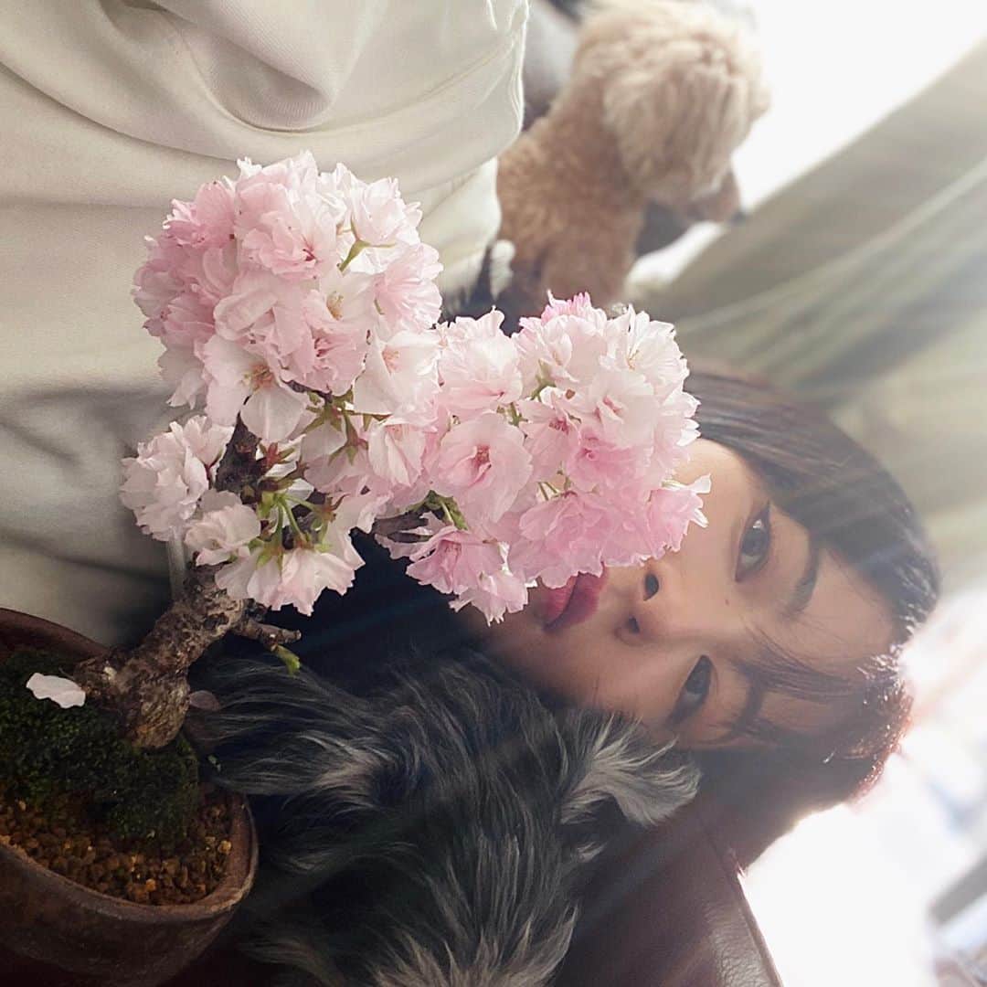 神室舞衣のインスタグラム：「#stayhome でお花見🌸🐶🌸 ソファの上から失礼します。 陽射しが心地良い1日でしたね ありがたい。夜は冷えるのでみんなおうちで温かくして過ごしましょう。 2020.4.11」