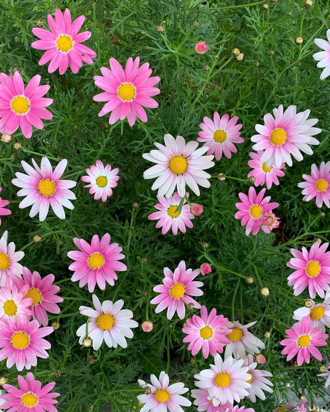 鈴木杏さんのインスタグラム写真 - (鈴木杏Instagram)「今日の#いちにちいちまい🥳なんかかっぱを描きたくなりました🥒朝お散歩してたらかわいいお花にときめきました。太陽が急に高くなったような気が。季節は流れているんだなぁ☺️🥰☺️どんな時でも、いちにちいちにち、すこしずつすこしずつ、成長していたいな、と思う🍀良い波に乗れますように！🌊🐉🪐🌈」4月11日 17時41分 - anne.suzuki.official