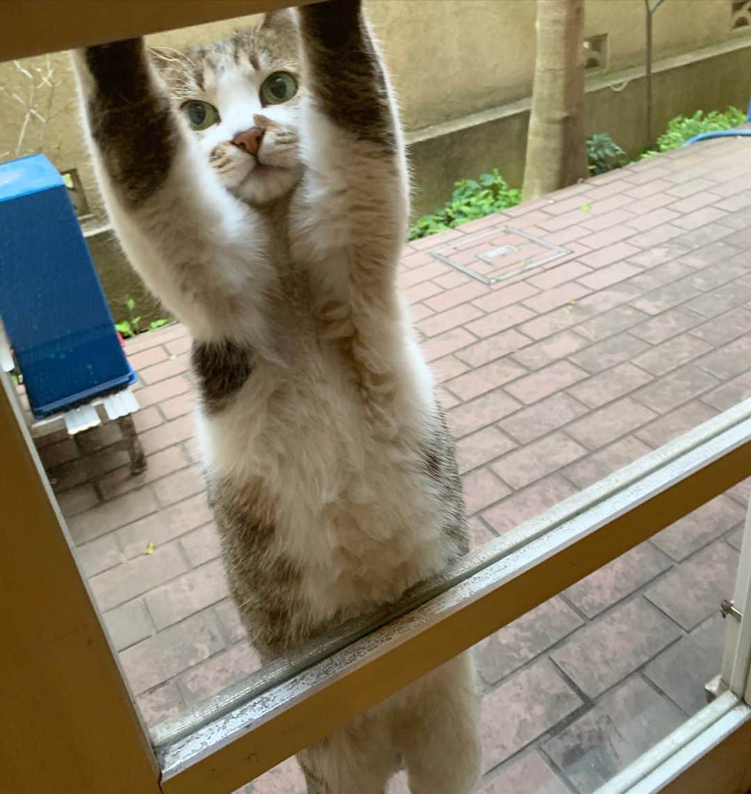 江口寿史のインスタグラム：「頑張ってるニャン (Photo by Yoko)」
