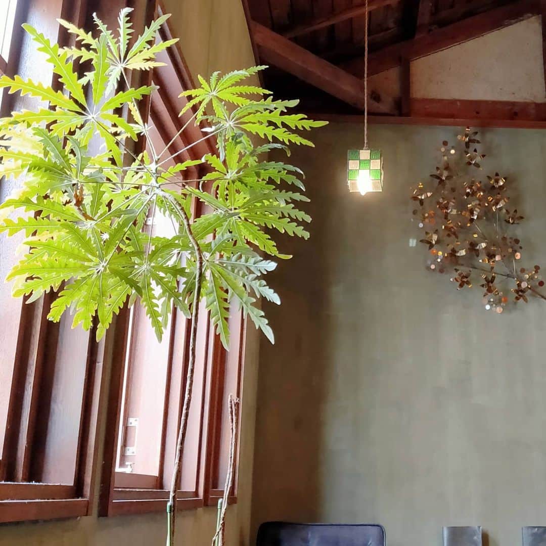 パスタ食堂 アントロワのグルメインスタ