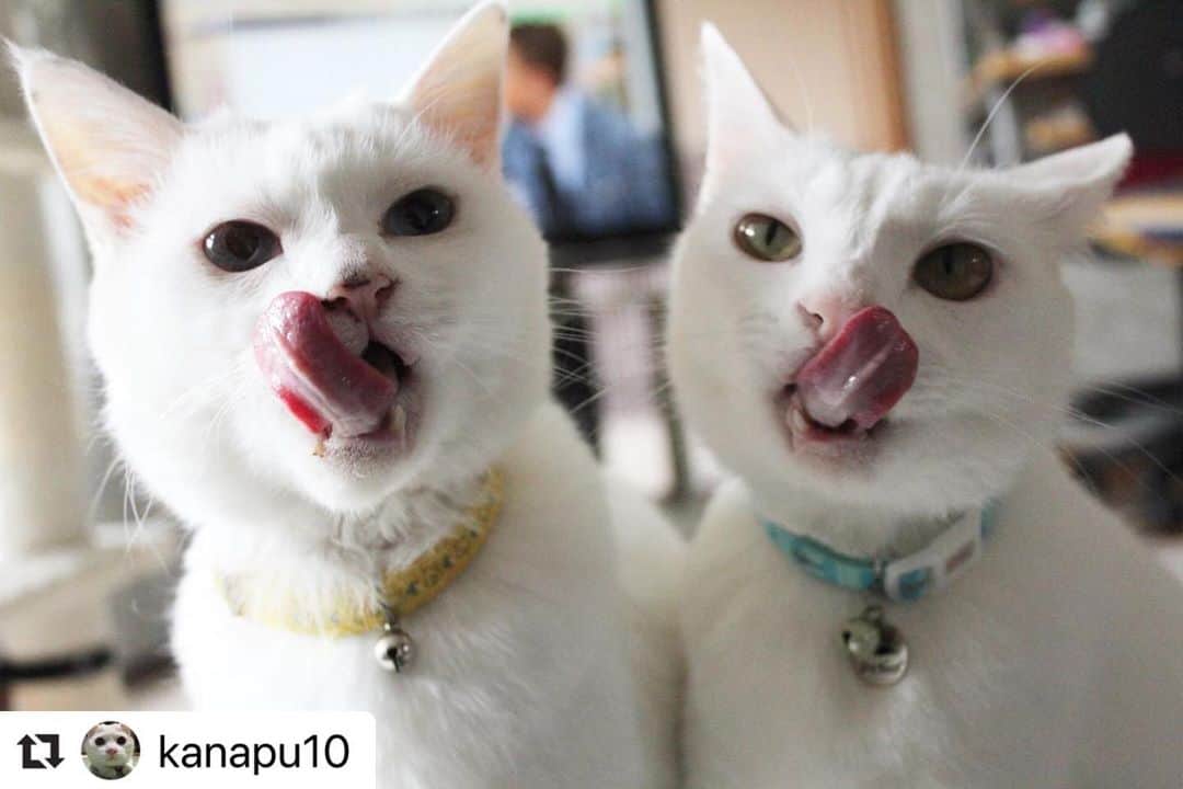 ねこさんのインスタグラム写真 - (ねこInstagram)「【#ねこは人を笑顔にする】❣️ はい、ぺろりんちょ📸💕(はい、チーズ風に) @kanapu10 さん、ありがとう😆💓 #Repost @kanapu10 with @make_repost ・・・ ・ ダブルペロりんちょ💕 ・ It's synchronized.👅 ・ #catsagram #catstagram_japan #cats_of_world #cats_of_instagram #nekoくらぶ #nekoclub #catslover #pecoねこ部 #ペコねこ部 #ねこすたぐらむ #ねこすきさんと繋がりたい #ねこのきもち #ねこマガジン#猫ぐらし#猫びよりプラス#しろねこ#白猫#みんねこ#保護猫#仲良し猫#朝ワンコ夕ニャンコ #wpe2020フォトグランプリ #祝ニャンとも#面白い猫#ねこは人を笑顔にする#ちゅ〜る」4月11日 17時49分 - neko_magazine