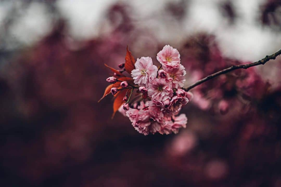 マンチェスター・シティFCさんのインスタグラム写真 - (マンチェスター・シティFCInstagram)「So much hope in the air at springtime 😍⁣ ⁣ ⁣ ⁣ #ManCity」4月11日 18時00分 - mancity