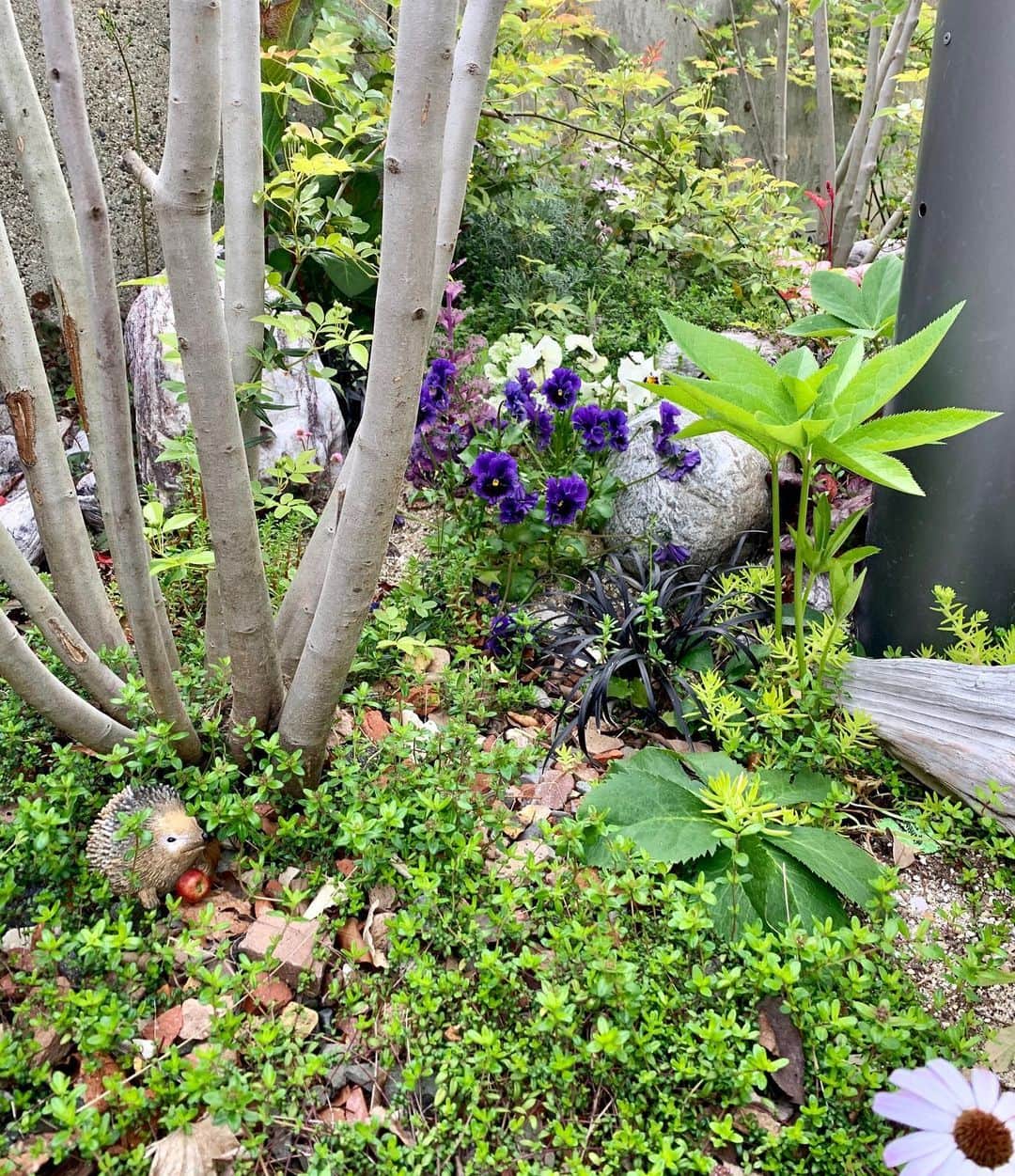 荒生暁子さんのインスタグラム写真 - (荒生暁子Instagram)「1年前に 三篠にあるマダムテテ(花栄)の和さんに 作ってもらったお庭💓🌳🌸 ♪ 草花の根がしっかり張って 今年はたくさんの花を咲かせています。  ビオラやローズマリーの花を摘んでいると 通りすがりの人が 「お花綺麗だね〜」って 声をかけてくれます😆💐♪♪ お花のお陰でコミュニケーション🌼  リクエストした紫陽花も これから楽しみー💕 お花から元気を貰います♪ よかったらぜひ覗いて下さい。  #マダムテテ #マダムテテ花栄 #お庭 #お庭づくり #ガーデニング#ガーデニングライフ  #広島ガーデニング」4月11日 18時07分 - akikoarao0904