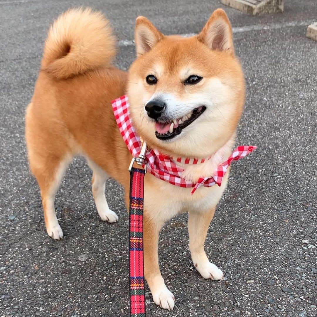 豆柴 サニーちゃんさんのインスタグラム写真 - (豆柴 サニーちゃんInstagram)「. . 🐻🐶もふもふ＝fluffy . 今日もお散歩で みんなに会えてうれしい サニちゃんラムちゃんでした🌷 . お外でも ラムちゃんが気になっちゃう サニちゃん🐻💓🐶 . . #本日のさにらむ散歩 #さにらむ2ショット #もふもふ #fluffydog #本日の後頭部 #後頭部萌え💕 #笑顔がたまらん #さにらむ2ショット . #柴犬#豆柴 #赤柴#豆柴子犬 #まめしば#いぬのきもち#ふわもこ部 #サンデイ#サンデイいぬ組#anicas#shiba_snap #shibainu#shiba#mameshiba#shibastagram #mameshibapuppy#shibapuppy #豆柴サニーちゃん#豆柴ラムちゃん#さにらむたん #さにらむ2020」4月11日 18時26分 - sunny_rei_32