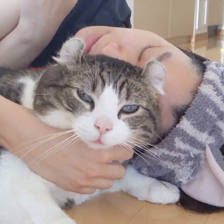 スノーのインスタグラム：「Spending more time with my cats during #quarantine and they look satisfied when I cuddle them more. Thanks for being with us all the time my cats, you make us feel so much calm during this terrible period. ・ #stayhome  #meowed #catsofinstagram #cats_of_instagram #catstagram #catofinstagram #instagood #cat #cats #kucing #gato #chat #catloversclub #catlover #9gag #weeklyfluff #kedi #katze #kawaii #neko #instagramjapan #고양이 #кот #แมว #猫 #ふわもこ部 #ペコねこ部」