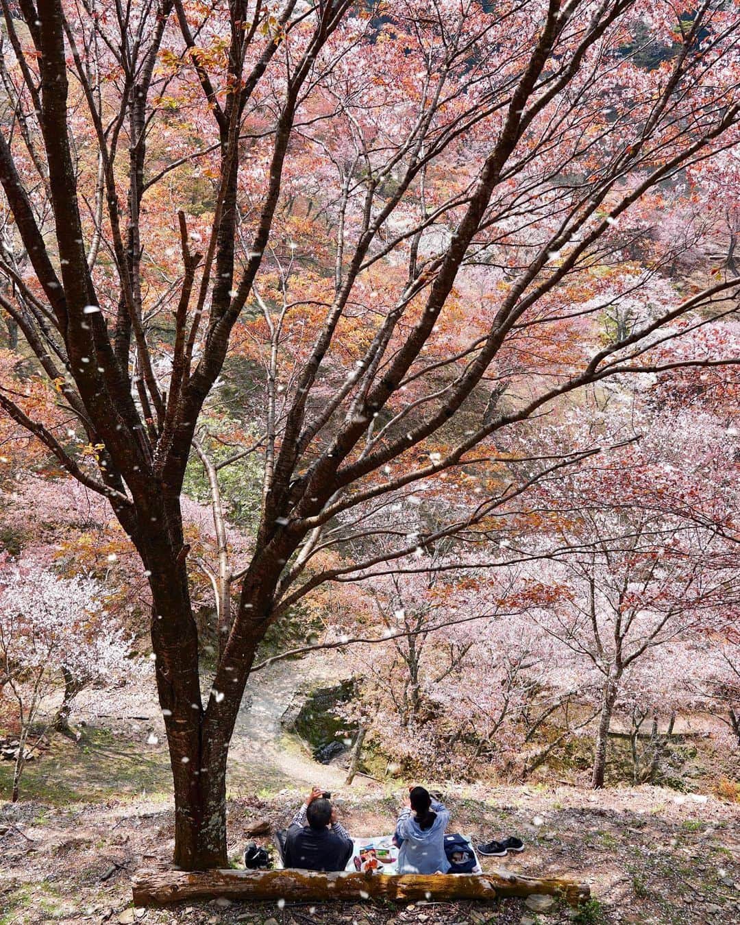 Koichiのインスタグラム：「| Under the cherry blossom🌸 . . #BeautifulJapan #Hellofrom #Nara #吉野山 #また来年👋🏼 . 桜の下で柿の葉寿司（奈良名物）の弁当って、そりゃサイコーでしょ！来年これ真似しょうっと🌸🍱🌸 .」