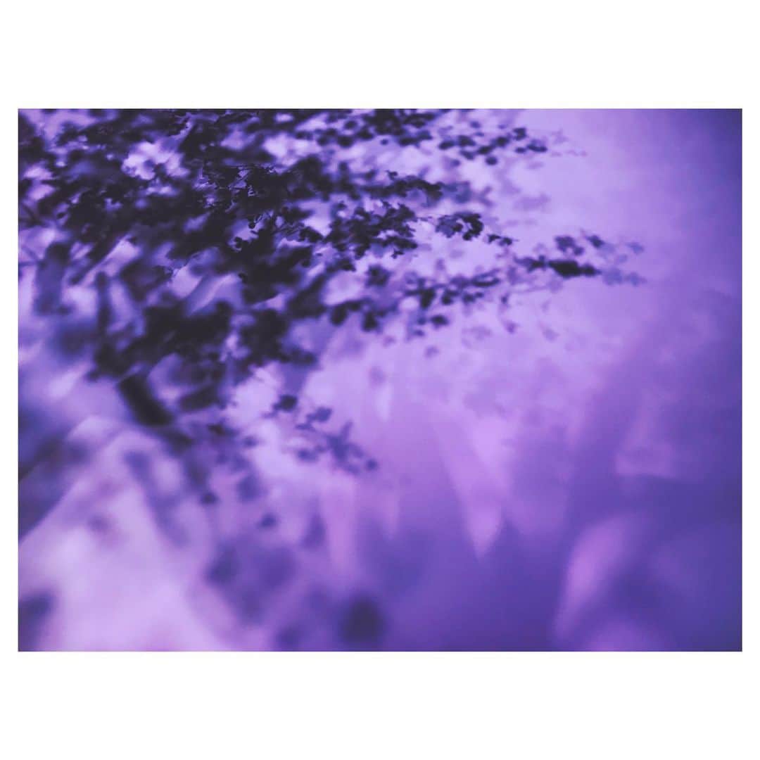 のインスタグラム：「花まつり。  AIO　#flower  #spring」