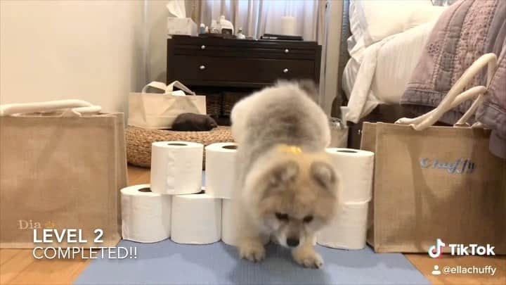 Ella Chuffyのインスタグラム：「Chuffy and #toiletpaperchallenge 🧻🧻🧻🐕 . . . . . . . . . #ellachuffy #pet #petstagram #pomeranianpage #dog_features #pomeraniansofinstagram #dogsofinstaworld #stayhome #cutedogs #pomeranian_lovers #pomeranianlife #pomeranianworld #teddybeardog #pomeranian #puppylove #aplacetolovedogs #dogoftheday #justpomeranians #fluffypack #dogoftheday #anmlsposts #thedailypompom #picoftheday #iflmdog #犬 #狗 #tiktok #justpomeranians @justpomeranian @tinnypaws #pomeranian_moments」