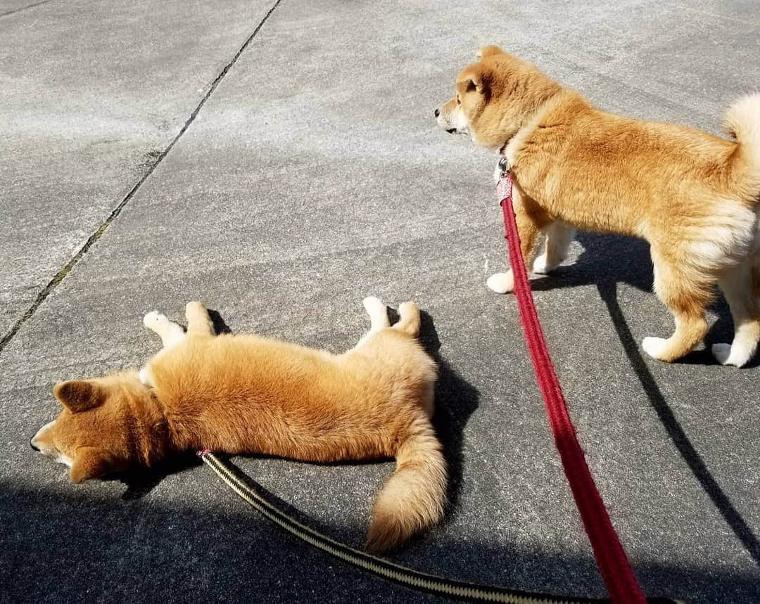 柴犬たま Shibainu Tamaのインスタグラム