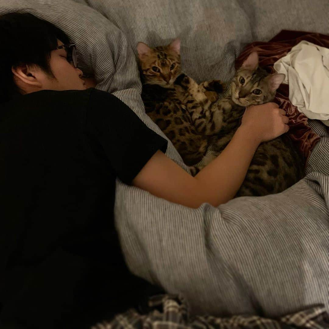 トミックさんのインスタグラム写真 - (トミックInstagram)「猫が寝てると眠くならん？  #トミスタj  #トミック　#YouTuber #ルト　#ロゼ　#ベンガル　#猫　#cat #客観的に見るとじぶんこんなんなんだ #おうち時間」4月11日 19時51分 - tomikkunet