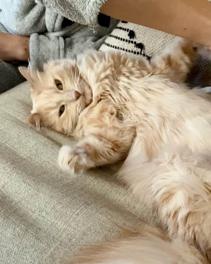 NICOLAS SIMOESのインスタグラム：「Today’s meditation. Everyday’s mood 😴😹」
