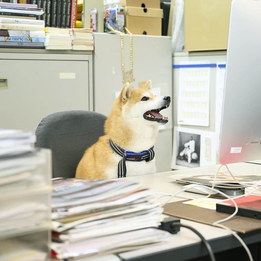 ブルータスさんのインスタグラム写真 - (ブルータスInstagram)「現在発売中の『BRUTUS』特集「犬がいてよかった。」で表紙を飾ってくれた、柴犬のだいふく（ @daifuku_channel ）が、なんと編集犬に転身!? 犬の特技を活かして、雑誌つくりに励む、だいふくの一日に迫ります。 記事の詳細は @brutusmag のプロフィールリンクから。 #BRUTUS #犬がいてよかった #ブルータスの犬特集」4月11日 20時15分 - brutusmag