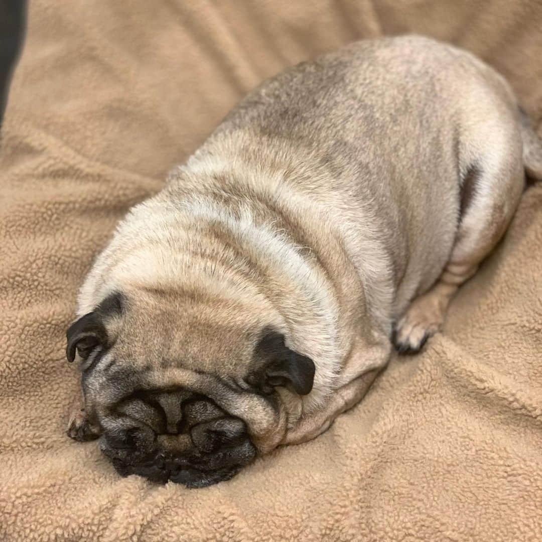 gontaのインスタグラム：「I want to play outside🛹#keelyafternoontea #Gonta2#speakpug #smilingpugs #pugjapan #pug #love #pugsofinstagram #zerozeropug #skateboardpug #pugshit #worldofpug」
