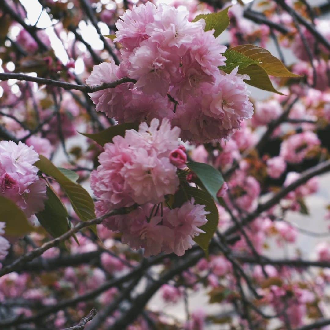 村田倫子さんのインスタグラム写真 - (村田倫子Instagram)「この期間に趣味を増やそうと思って カメラをかいました。  ずっと悩んでた子…！今ある時間で、カメラと仲良くなりたい📷  はじめてのショットはむぎさん。とお散歩途中でみつけたお花。 (使い方全然わからないけどたのしいな)」4月11日 20時50分 - rinco1023