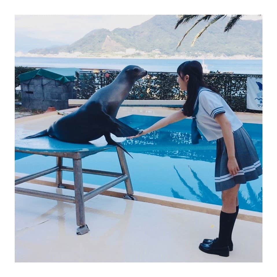 小宮有紗さんのインスタグラム写真 - (小宮有紗Instagram)「また沼津に行きたいなー。 街のみなさんも素敵すぎるし、美味しい物も沢山あっていつも幸せになれます。  #蔵出し写真 #沼津 #あわしまマリンパーク  #アシカ #lovelive #Aqours #小宮有紗 #おうち時間 #stayhome」4月11日 20時55分 - arisakomiya_official