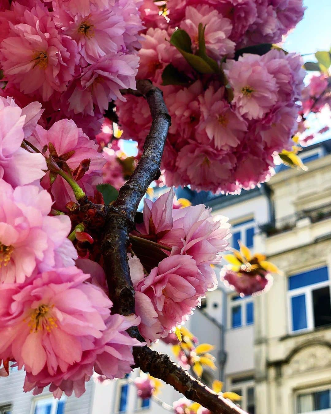 サンドラ・ガルさんのインスタグラム写真 - (サンドラ・ガルInstagram)「Just some pretty flowers in my neighborhood. I got nothing else to say right now 🌸☺️ #littlethings」4月11日 20時59分 - thesandragal