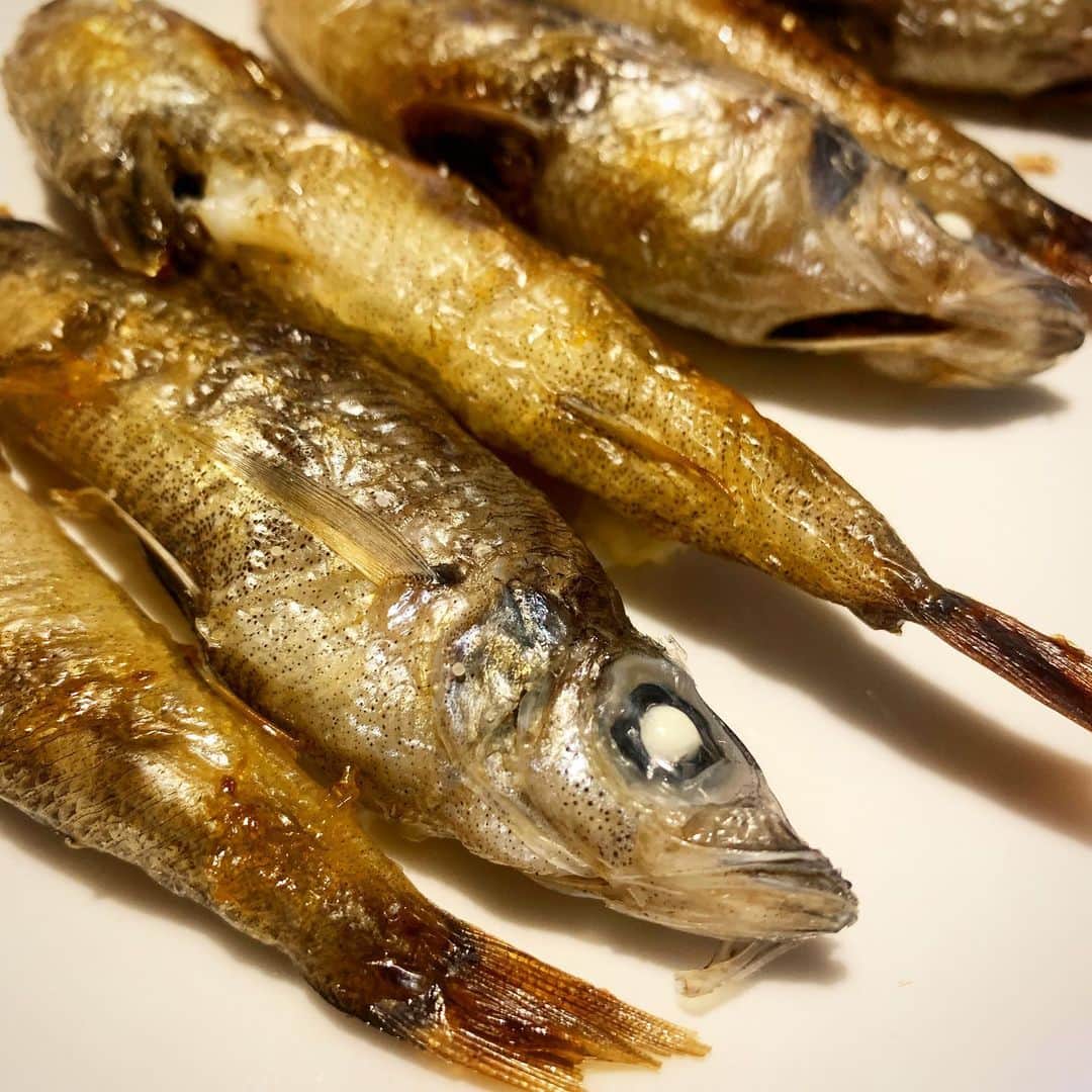 野村良平のインスタグラム：「野村お魚図鑑の中で究極の美味に位置付けられているお魚「めひかり」 安いし旨いし俺はもう走り出したい」