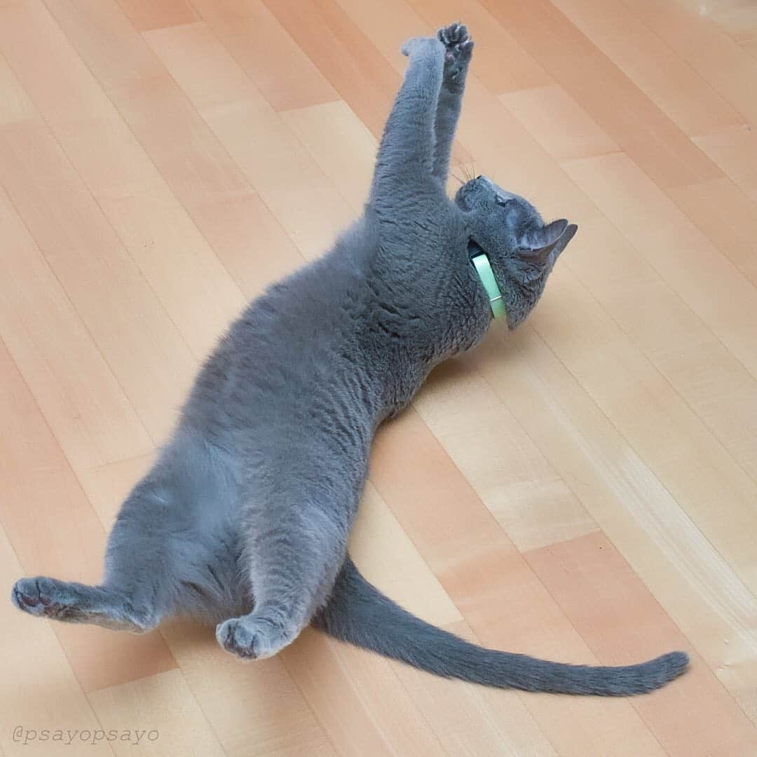 ❤?❤❤❤ Sayo ??❤?❤️❤️❤️のインスタグラム：「①東京都 ②じゅの ③運動不足解消にゃ💖 ④へそ天でエクセサイズするじゅの。可愛いお腹に飼い主キュンキュンです😊 ⑤　#へそ天にゃんこ写真集に載りたいにゃ . . .  ★ I'm at home😺👍🏻🏠★. . I'm getting out of shape. 💦💦 Time to start exercising!.😽👍🏻💖. Happy Caturday 😺 . なんか運動不足気味なのよね💦💦. ちょっと身体動かさなきゃね😽👍🏻💖. . . . 😺  #weeklyfluff  #pets_perfection  #pets_of_our_world  #みんねこ  #ビューティープロコンテスト  #bestcats_oftheworld  #bestcatsclub #cat #petoftoday #ねこ #cat_delight  #nyancon01 #PETS_iLLife  #paw_smile_pictures  #balousfriends #catsofinstagram #catstocker  #excellent_cats  #meowfeature #nc_cuties  #raw_pets #cat_features #ロシアンブルー」