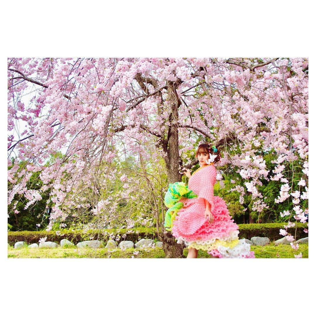 日向カンナさんのインスタグラム写真 - (日向カンナInstagram)「#過去pic 今年も桜の季節が終わりそうですね🌸🌸🌸 今年はお花見をちゃんと出来てないので、カンナ桜で少しでも春を感じてもらえたら嬉しいなぁ☺️💕 ・ 風船で出来た着物は、私の一生の思い出なのです👘!バルーンドレス、凄いですよね✨✨✨ 一度着たら途中で脱げないので、１日中私の体そのものになってましたよ☺️！笑 ・ 皆さん、春を感じてくれましたか♪❓ ・ そして、インスタLIVE沢山の方が観に来てくれて本当に嬉しいです🤗! これからも週1,2でやっていくので、早めに告知しますね❣️ 皆さんと話す時間、とっっても楽しい♪ ありがとうございます🥰 いつか皆でゲームしたり、お祝いの乾杯とかも出来たら幸せだなぁ🙌🙌🙌 ふふ♪楽しみ♪ ・ #桜 #春 #着物 #バルーン #バルーンドレス #お花見 #春コーデ #日本 #japan #綺麗 #美しい #作品撮り #モデル #作品撮りモデル #バルーンアート #風船 #ピンク #春カラー #枝垂れ桜 #一生の思い出 #一生に一度 #記念 #春夏秋冬 #季節 #季節を楽しむ #写真好き #インスタ映え #エンタメ #エンターテイナー」4月11日 21時17分 - kanna_hinata