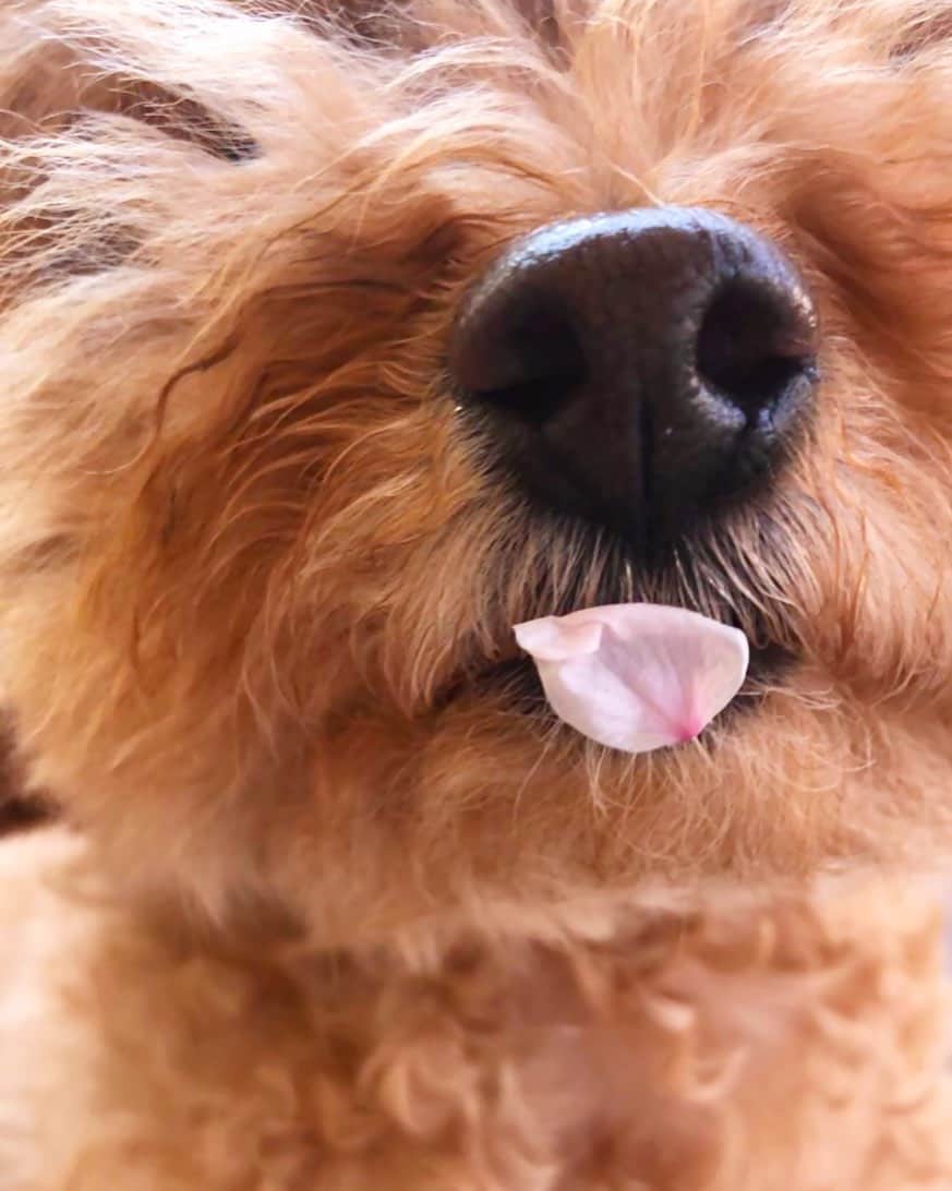 のインスタグラム：「どっちの"おはな"が好きですか？？🐶🌸 #お鼻見 #愛犬 #トイプードル  #アンちゃま #振り返ったらこうなってた #癒し #コロナに負けるな」