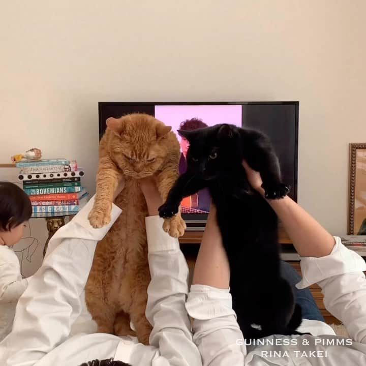 ギネス & ピムスのインスタグラム：「11/04/2020 Happy Caturday! ・ Time at home spent with family. Today, for the first time in a while, was Family Dance Time, in the spirit of Gen Hoshino(@iamgenhoshino )’s #DancingOnTheInside . Have a nice weekend, everyone! #stayhome ・ ・ 家族で過ごすおうち時間。 今日は久々の#ギネピムダンス 。 星野源さんの 『うちで踊ろう』に合わせて 踊ってみました。笑 自由な凪ねこは 兄たちの間に入り、 嬉しそうに順番に見上げていた😂 それでは皆さま 素敵なおうち時間をお過ごし下さい♬ ・ ・ #星野源 #うちで踊ろう  #ギネスくん　 #ピムスくん #ギネピムと凪くん  #1yearold #1歳 #1歳4ヶ月 #16monthsold  #babyboy #男の子ベビー #赤ちゃんのいる生活 #赤ちゃんのいる暮らし #赤ちゃんと猫 #猫と赤ちゃん」