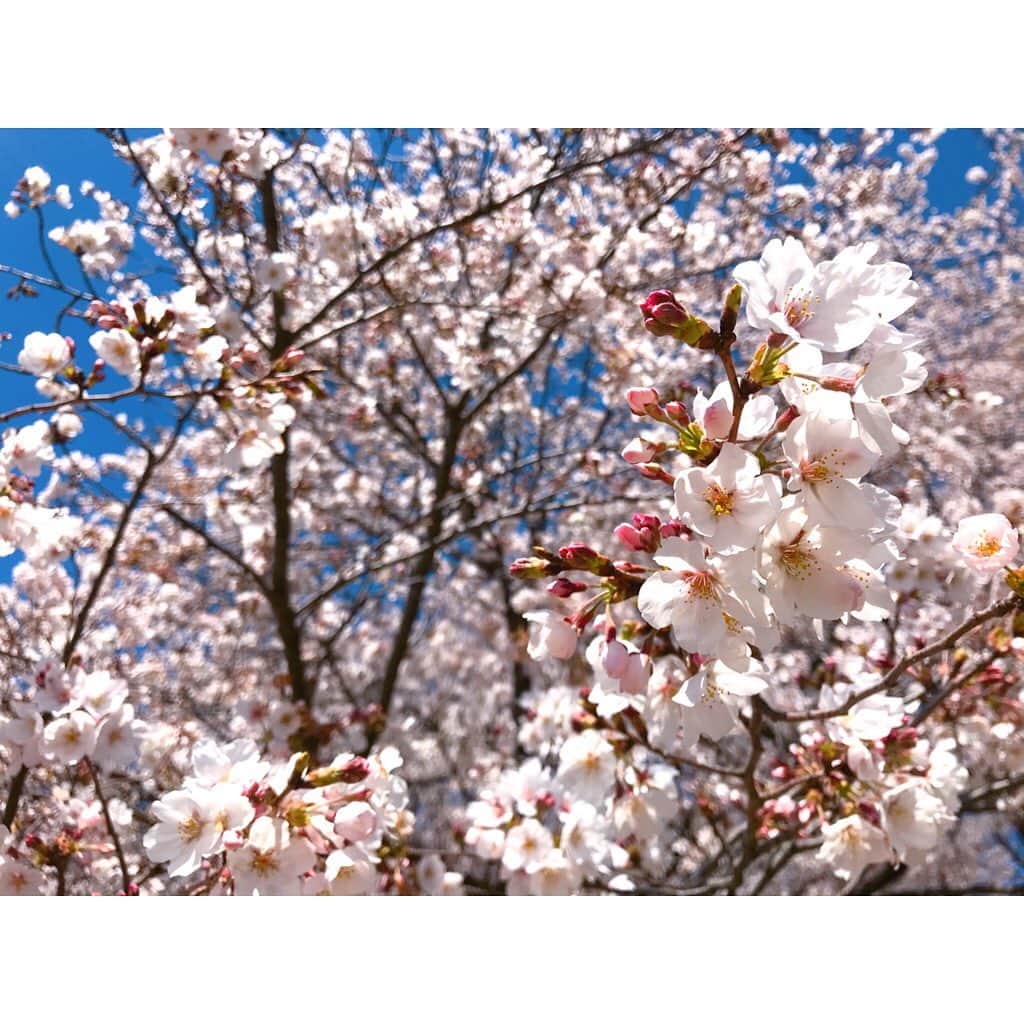 寺田ちひろさんのインスタグラム写真 - (寺田ちひろInstagram)「🌸権現堂堤の桜🌸﻿ ﻿ この桜の道は1kmも続いているそうですよ☺️﻿ ﻿ このロケは先月でしたが、﻿ 来年の春は、みんなで、安心して、﻿ お花見を楽しめるようになっていてほしいです…🌸﻿ ﻿ ﻿ そのために！﻿ 今日もおうち時間です！😊🏠﻿ ﻿ ﻿ #mybestway #bsテレ東 #ドライブ #運転 #車 #nexco東日本 #埼玉県 #幸手市 #権現堂 #桜 #おうち時間 #寺田ちひろ #セントフォース #アナウンサー」4月11日 21時35分 - chihiro_terada1223