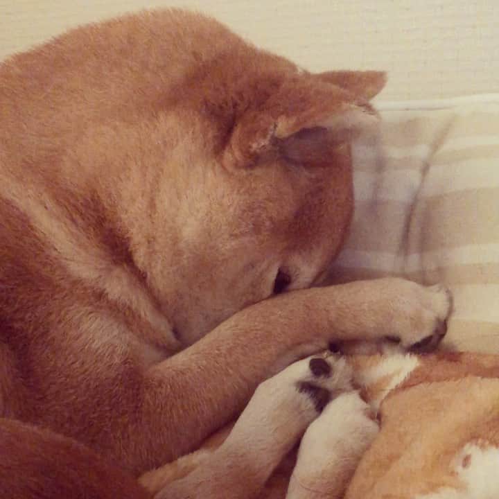 マロたんのインスタグラム：「おはようございま…せん🥱😴🤤😪 #shiba #shibainu #weeklyfluff」