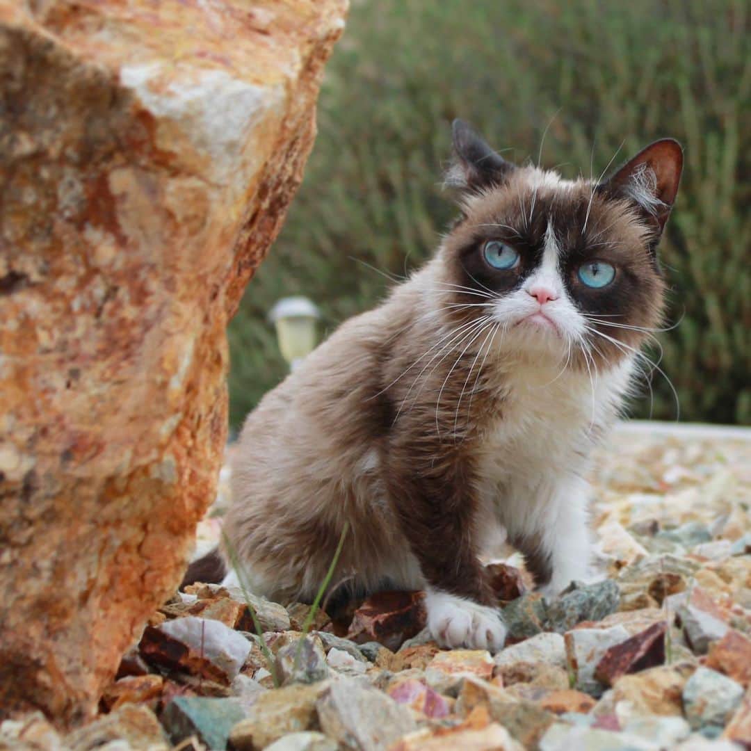 Grumpy Catさんのインスタグラム写真 - (Grumpy CatInstagram)「#NationalPetDay」4月12日 8時12分 - realgrumpycat