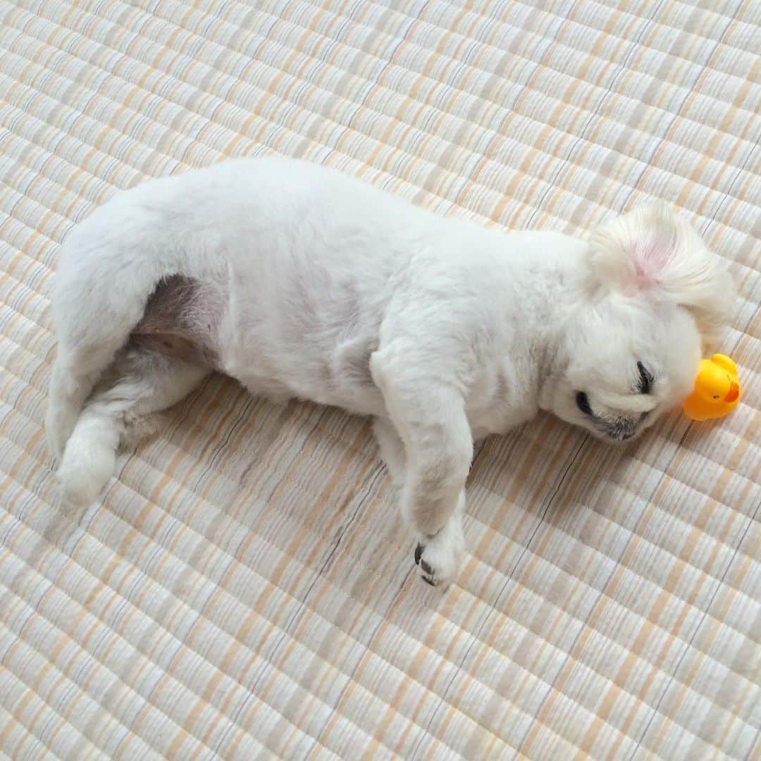 こなつのインスタグラム：「#stayhome 🐶🐤🏠💤」