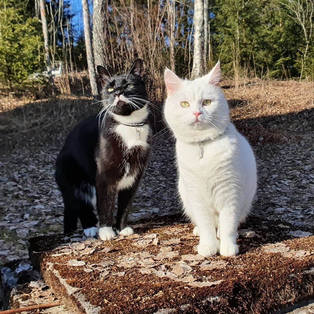 のインスタグラム：「Happy Caturday! 🥰」