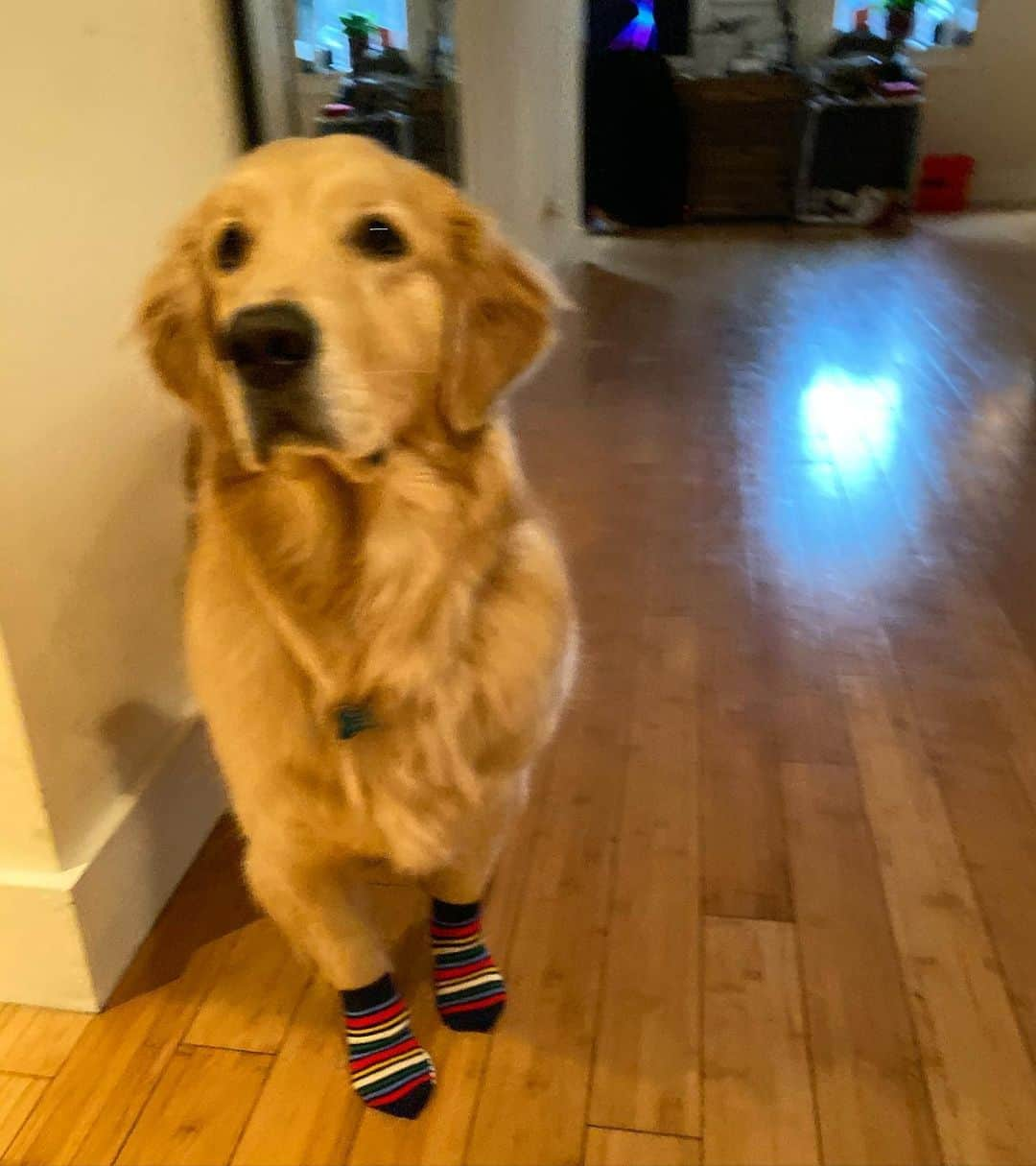 ショーン・オプリーのインスタグラム：「Ever seen a dog in socks? You’re welcome.」